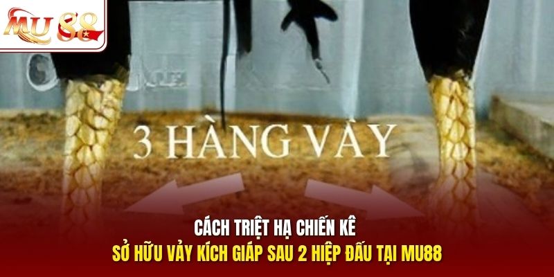 Cách triệt hạ chiến kê sở hữu vảy kích giáp sau 2 hiệp đấu tại Mu88