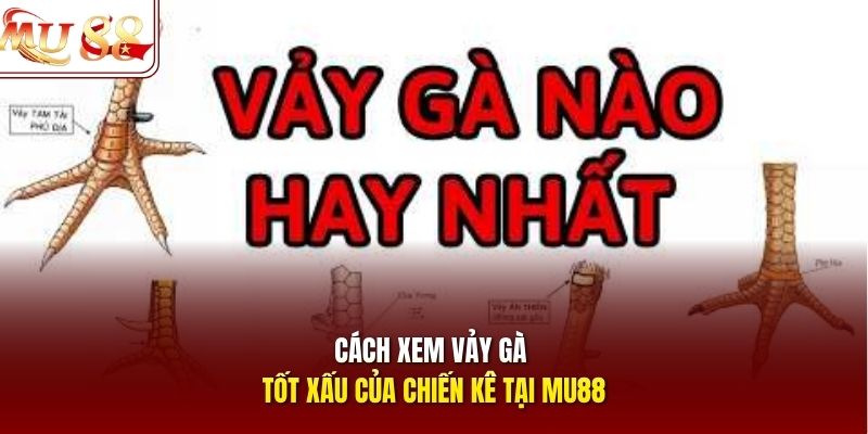 Cách xem vảy gà tốt xấu của chiến kê tại Mu88