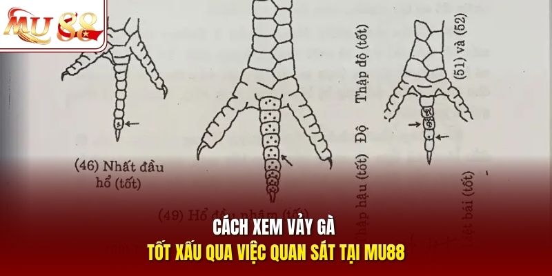 Cách xem vảy gà tốt xấu qua việc quan sát tại Mu88