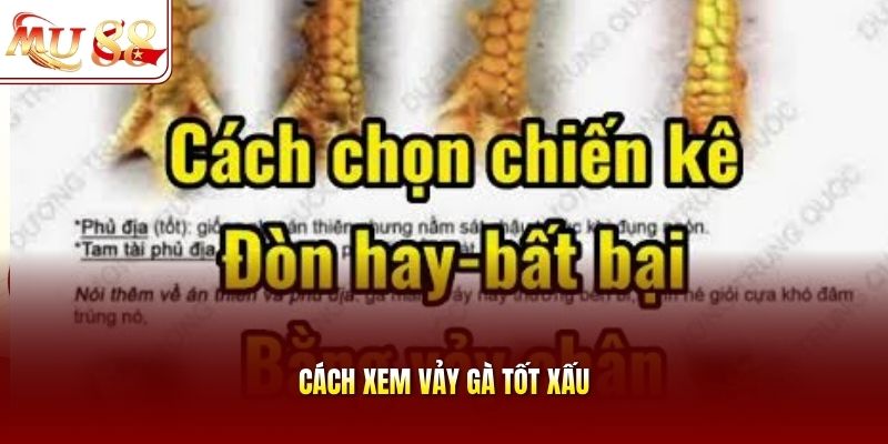 Cách xem vảy gà tốt xấu
