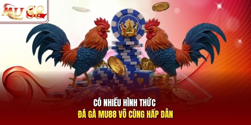 Có nhiều hình thức đá gà mu88 vô cùng hấp dẫn