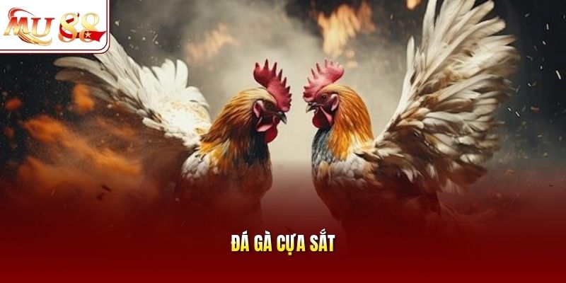 Đá gà cựa sắt