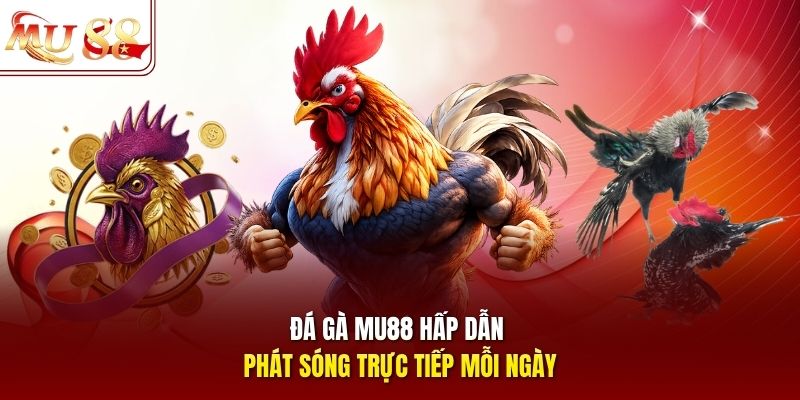 Đá gà mu88 hấp dẫn phát sóng trực tiếp mỗi ngày