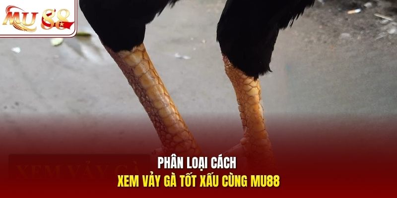 Phân loại cách xem vảy gà tốt xấu cùng Mu88