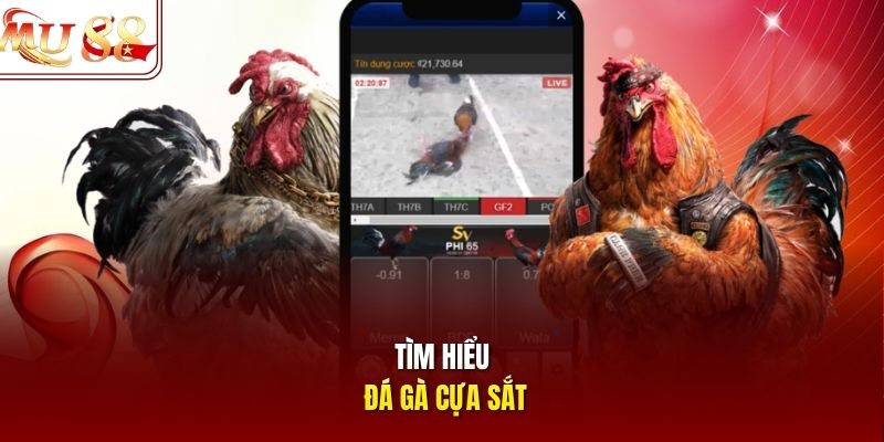 Tìm hiểu đá gà cựa sắt