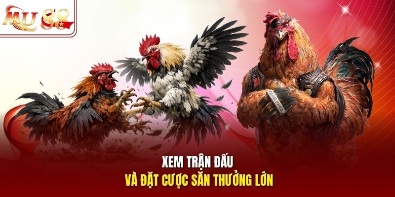 Xem trận đấu và đặt cược săn thưởng lớn